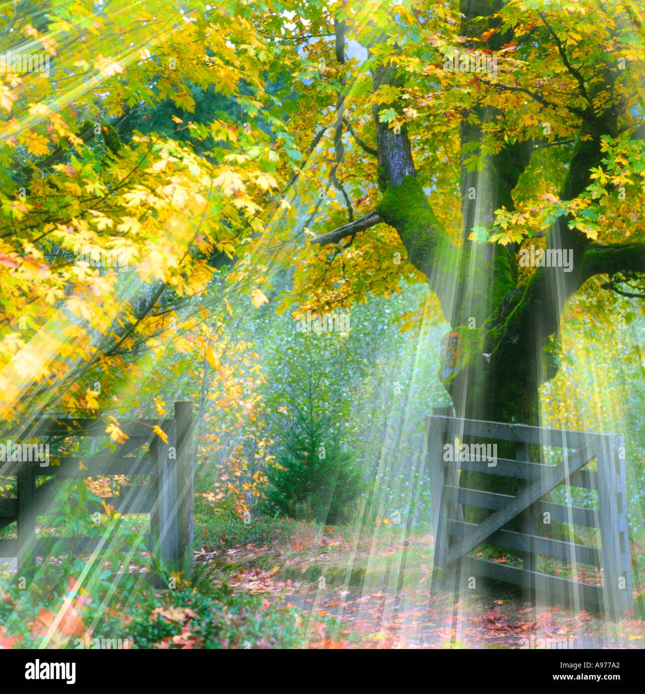 I raggi di luce del sole di brilla attraverso i rami degli alberi in autunno Foto Stock