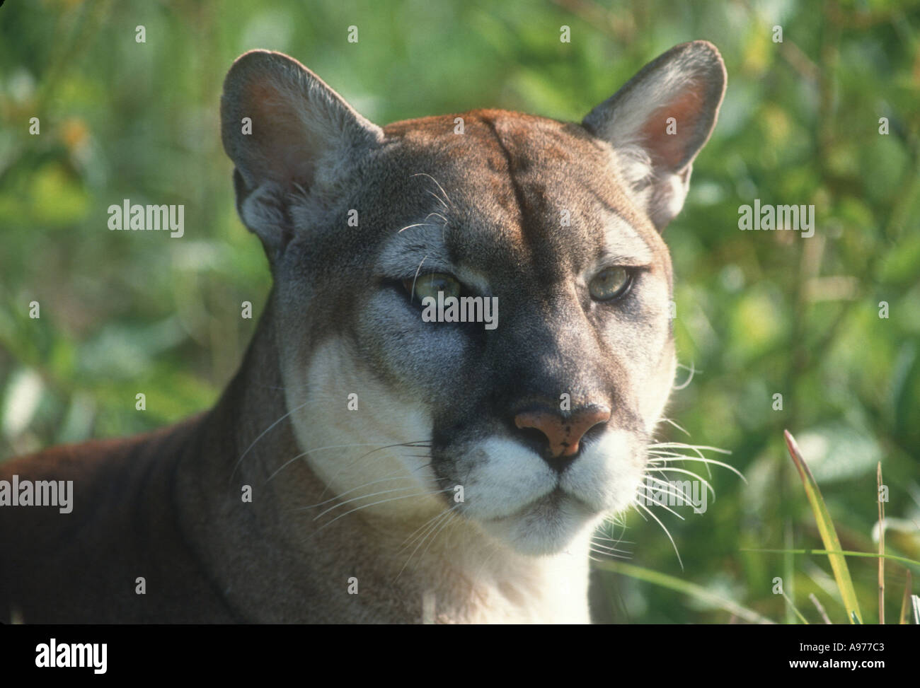 Florida panther in wild Foto Stock