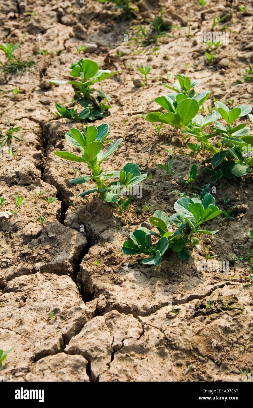 Arida terra incrinato e appassimento delle colture in campo, Cheshire, Inghilterra, Regno Unito Foto Stock