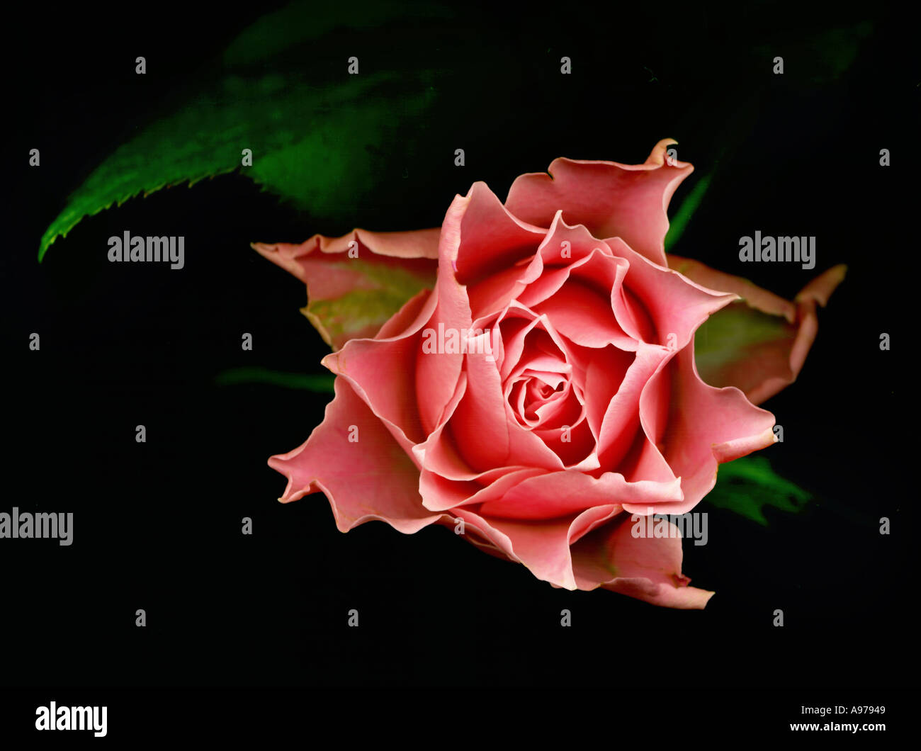 Rosa rosa rossa su sfondo scuro Foto Stock