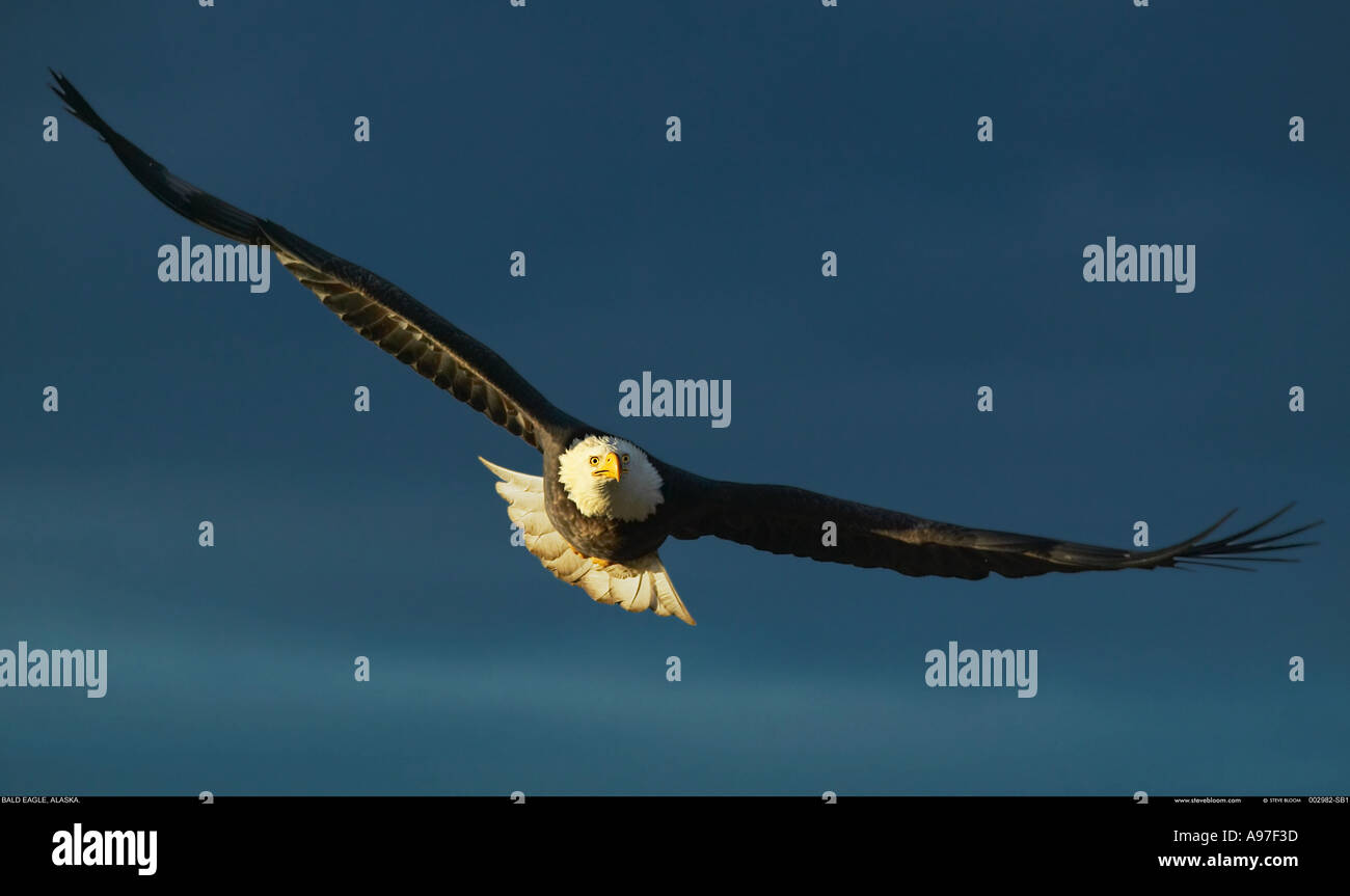 Aquila calva in volo Alaska Foto Stock