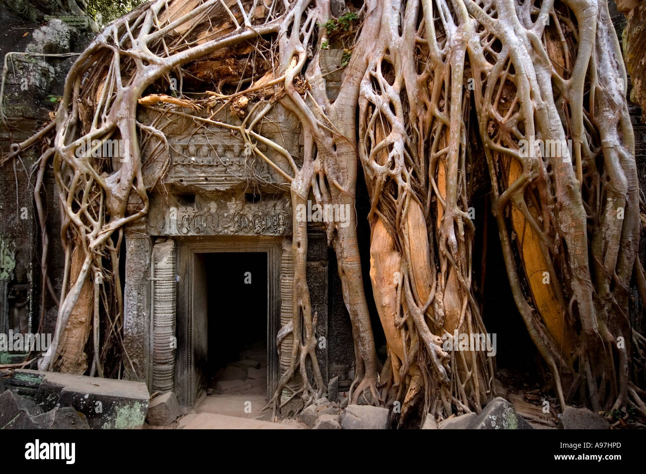 Angkor Wat, Siem Reap, tempio ricoperta da radici di albero Foto Stock