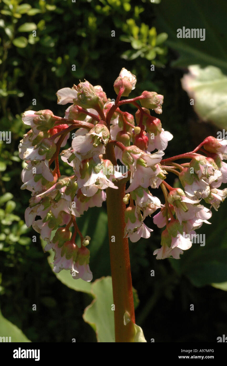 Winter-Blooming (Bergenia Bergenia crassifolia) chiamato anche tè siberiano Foto Stock