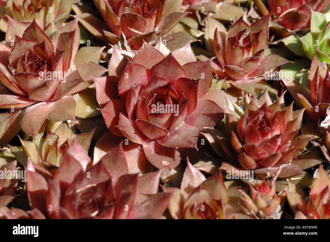 Sempervivum hirtum pianta di montagna (tipo di Houseleeks Liveforever o da piante succulente | Dicotiledoni famiglia) Foto Stock