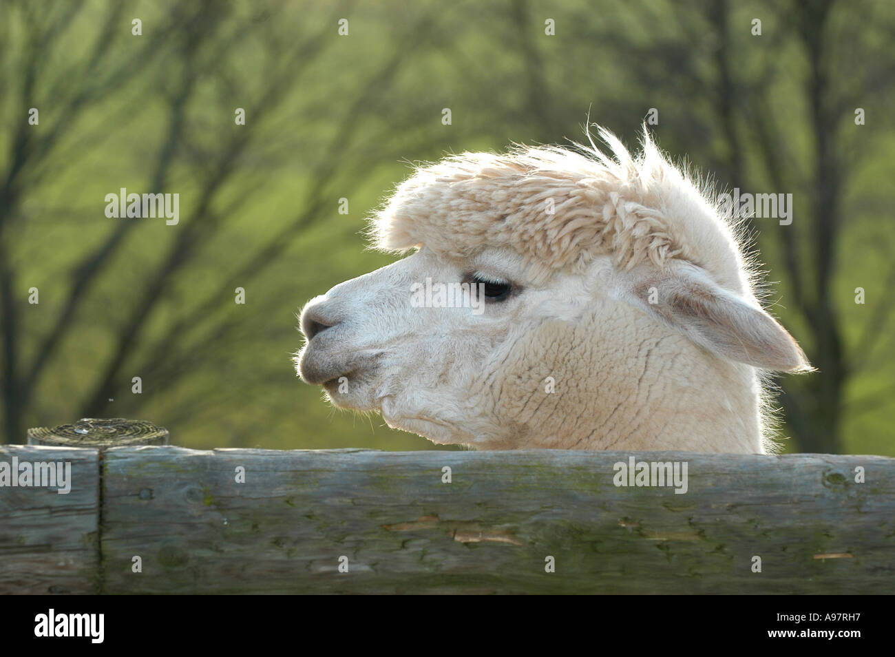 Alpaca a Tenbury Wells Worcestershire, Regno Unito Foto Stock