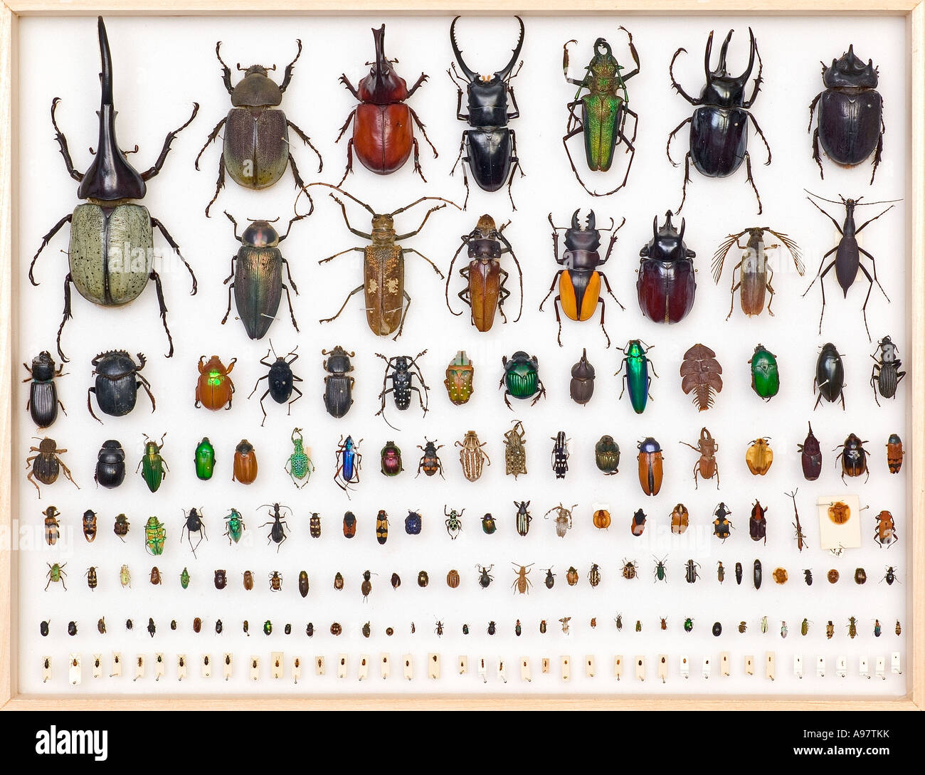 Entomologia esemplari Foto Stock