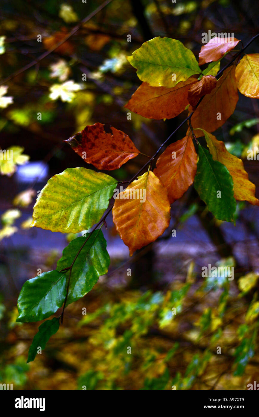 Faggio Foglie di autunno sul ramoscello close up Foto Stock