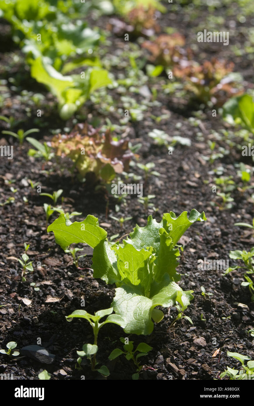 Misto giovani germogli di lattuga con erbacce Foto Stock