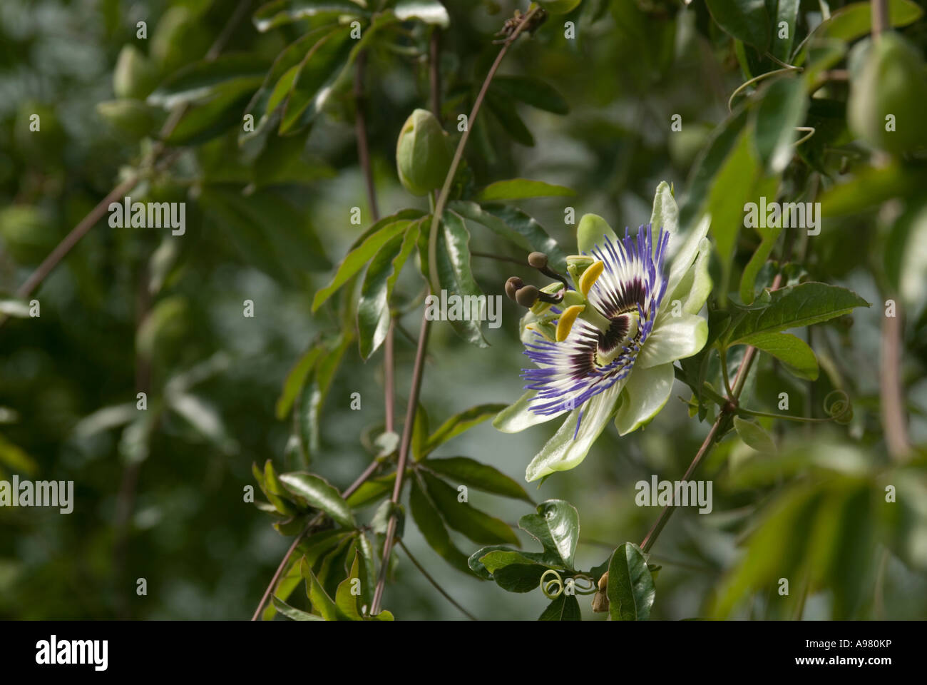 Fiore di passionflower, Passiflora caerula, Galles, Regno Unito. Foto Stock