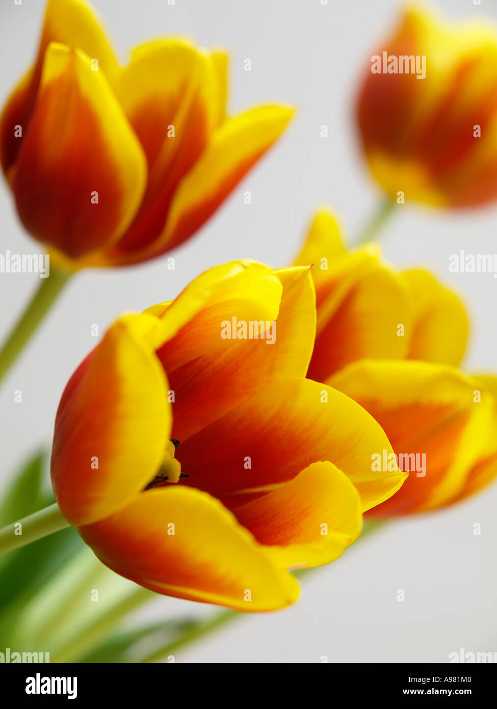 Giallo e rosso tulipani con profondità di campo Foto Stock