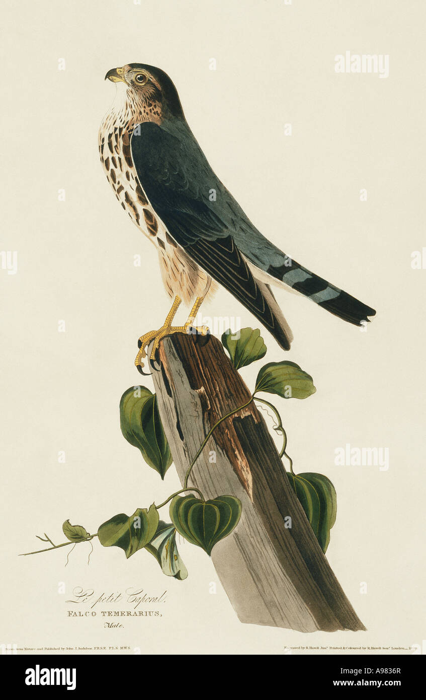 Falco columbarius Merlin Foto Stock