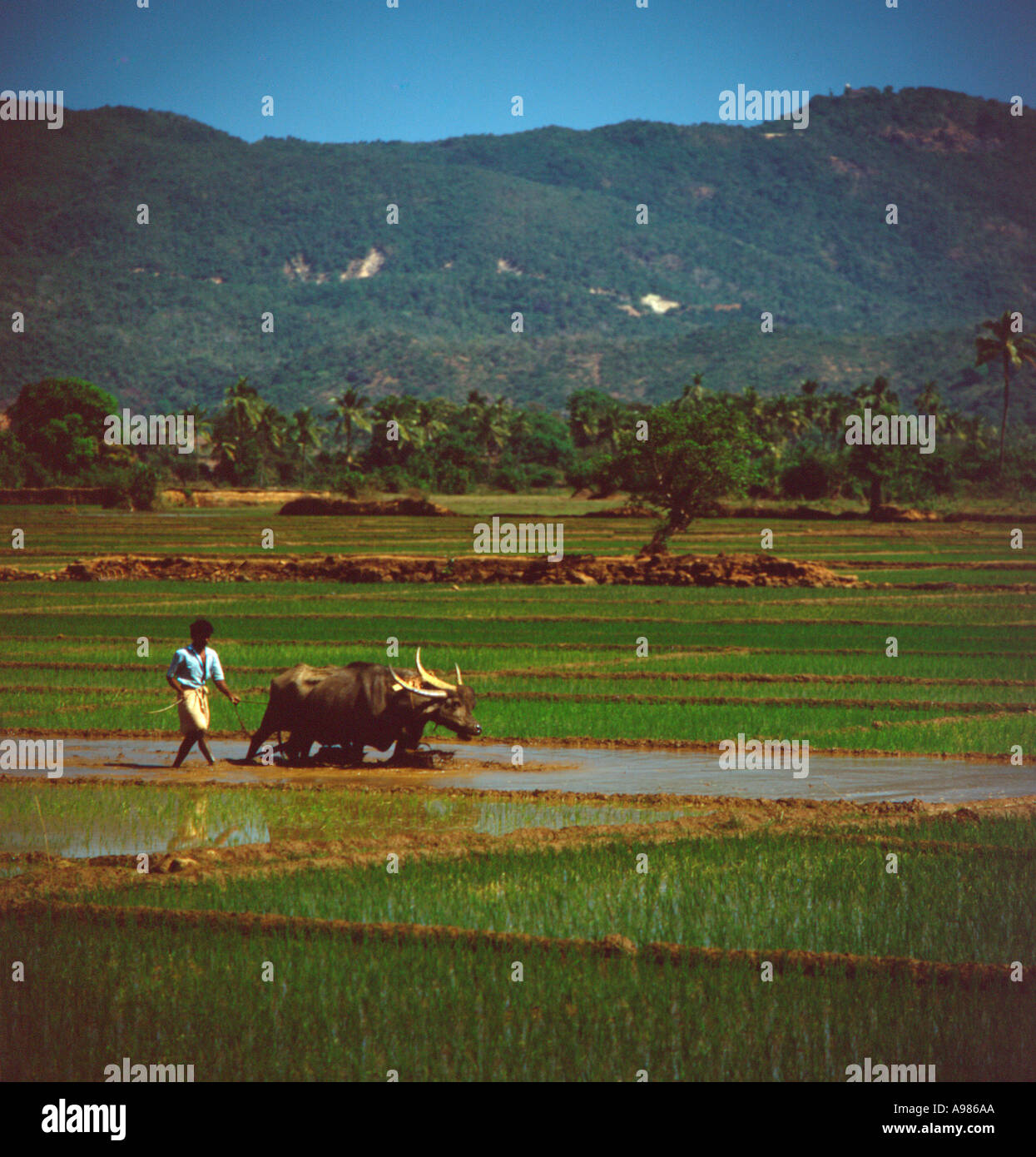 Il riso raccolto in India Foto Stock