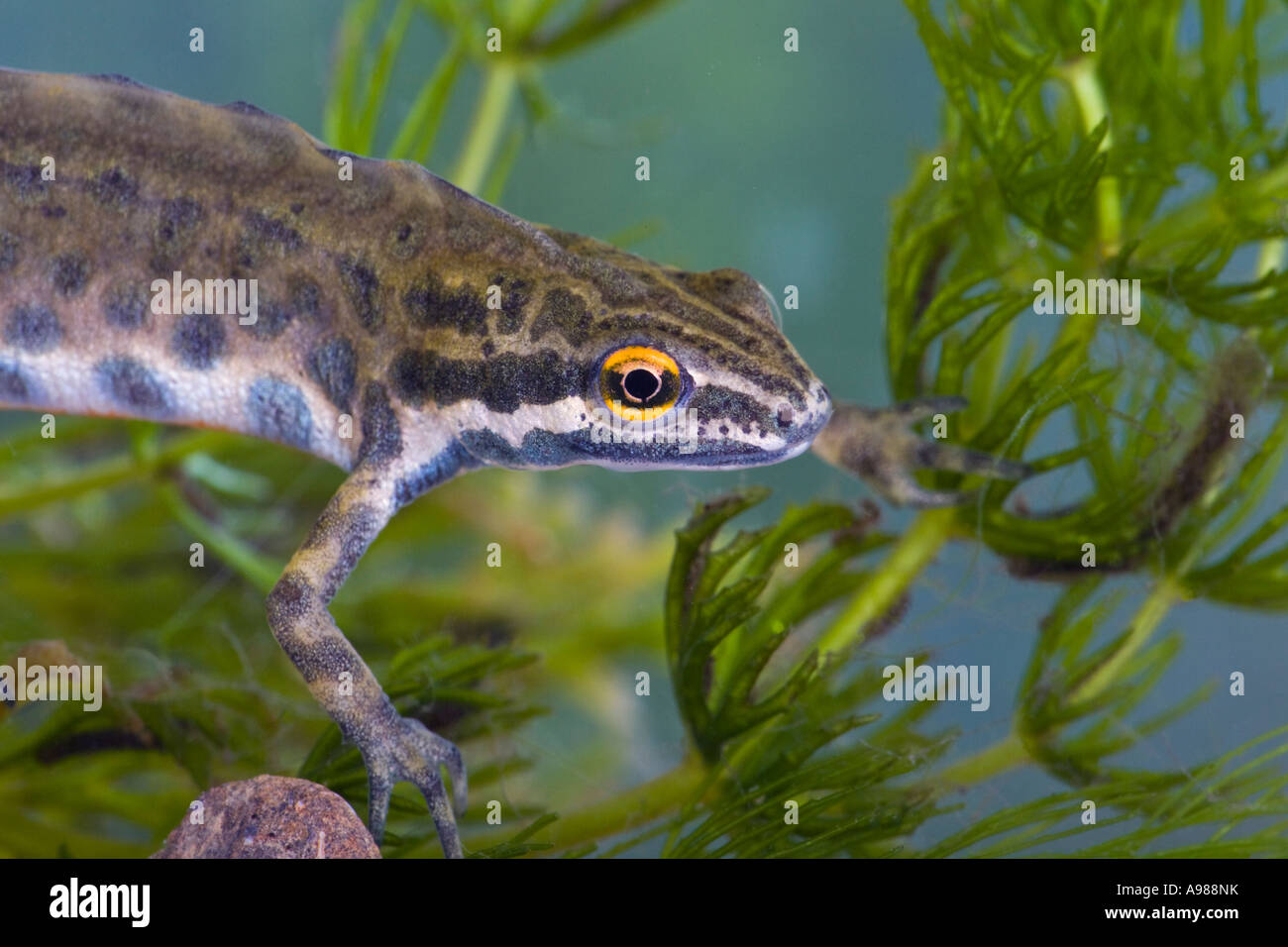 Maschio liscia comune newt (Triturus vulgaris) close up che mostra la testa e occhio del laghetto in giardino Gamlingay Cambs Foto Stock