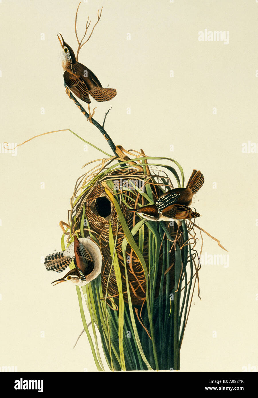 Cistothorus palustris marsh wren Foto Stock