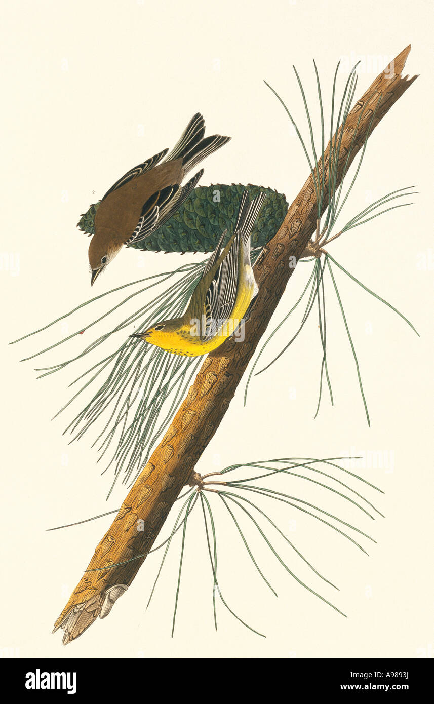 Dendroica pinus pine trillo Foto Stock
