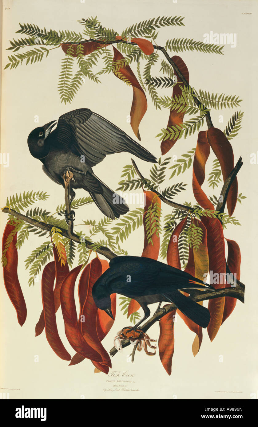 Coruvs ossifragus pesci corvo Foto Stock