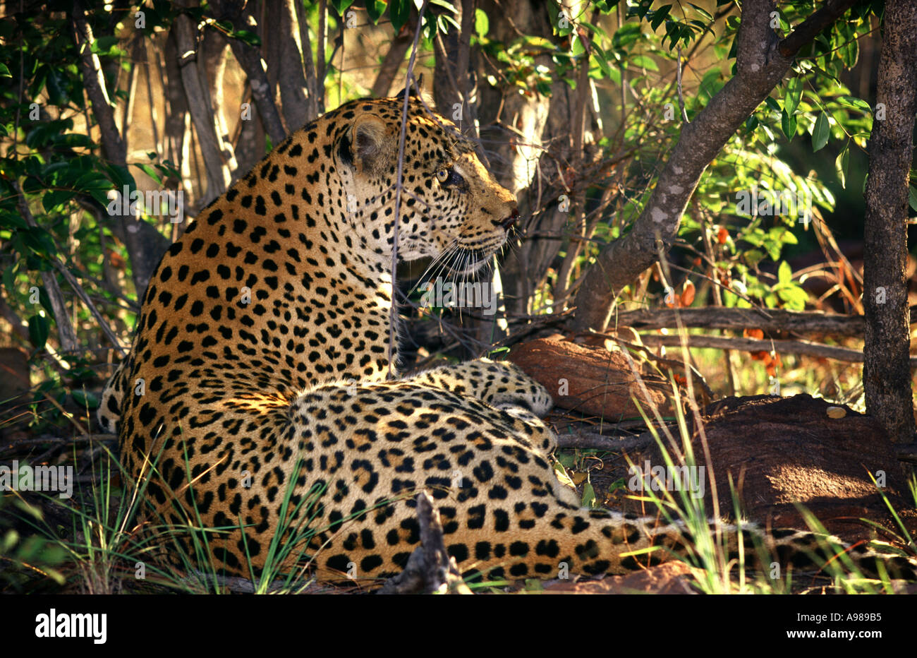 Leopard big 5 elusivo predatore Foto Stock