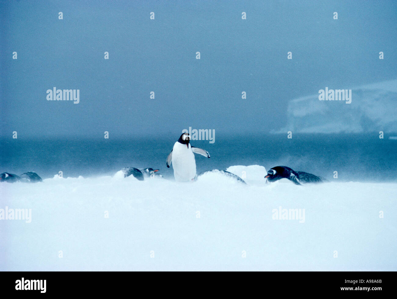 I pinguini Gentoo durante una bufera di neve Damoy Point Foto Stock