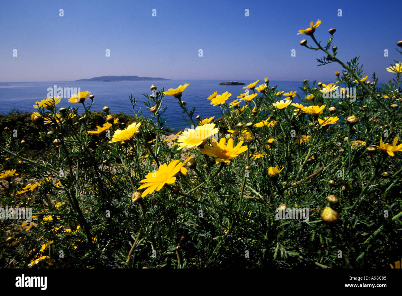 La Grecia, Attica, Vouliagmeni, litorale di fiori di campo Foto Stock