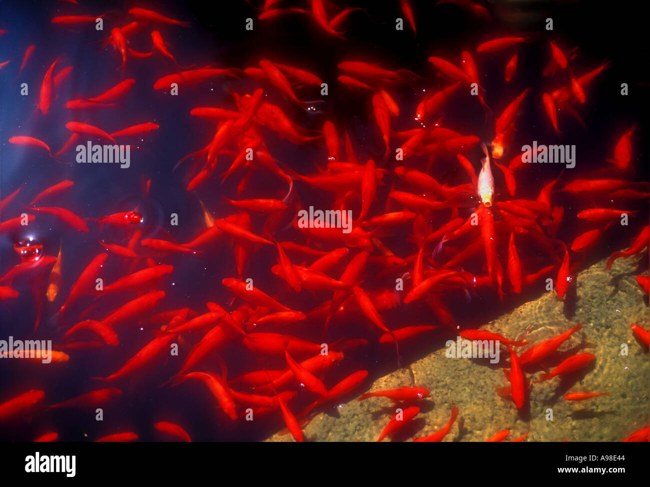 Goldfish in piscina a Le Jardin Majorelle Marrakech marocco Foto Stock