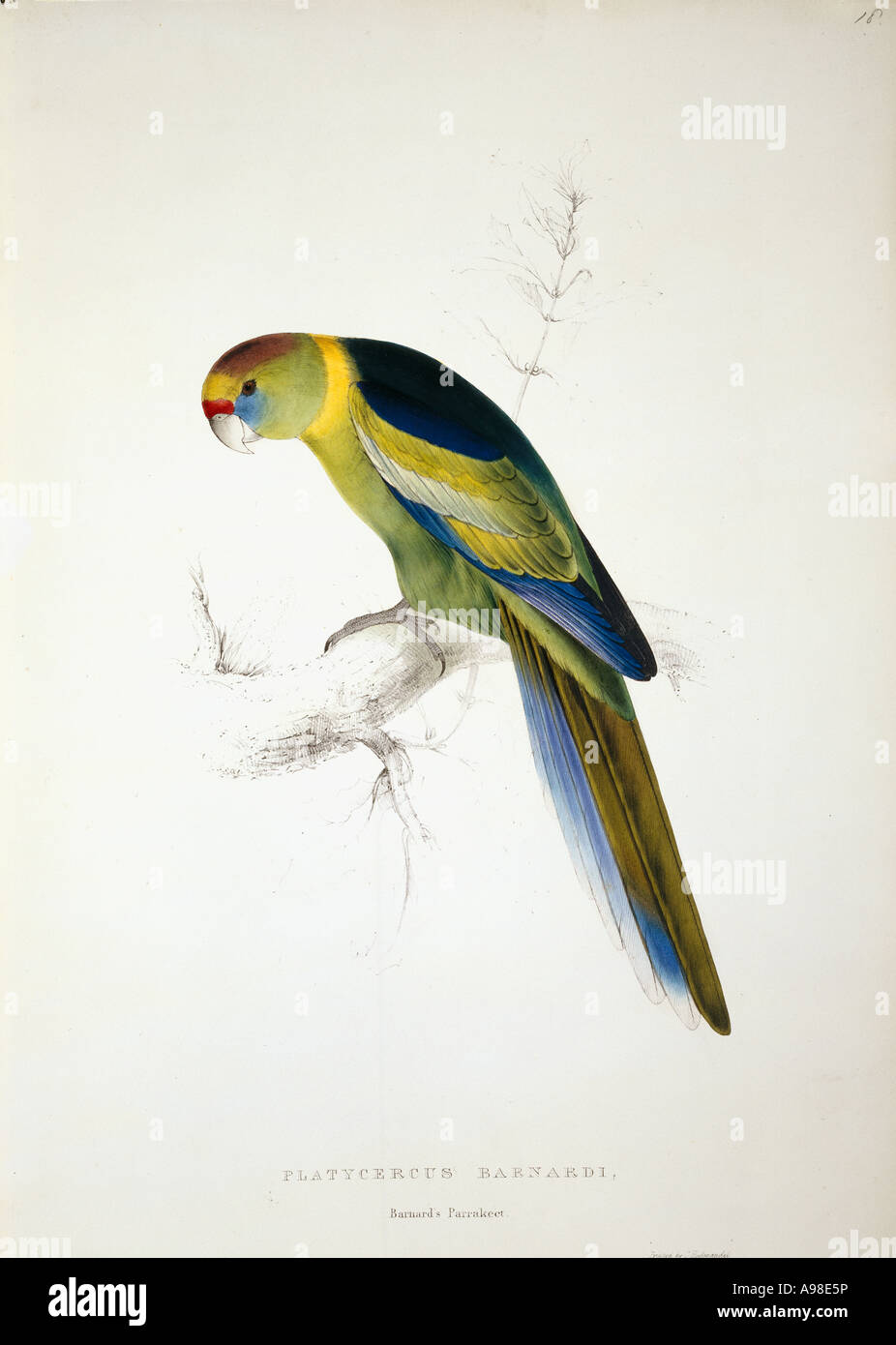 Barnardius zonarius barnardi ringneck australiano Foto Stock