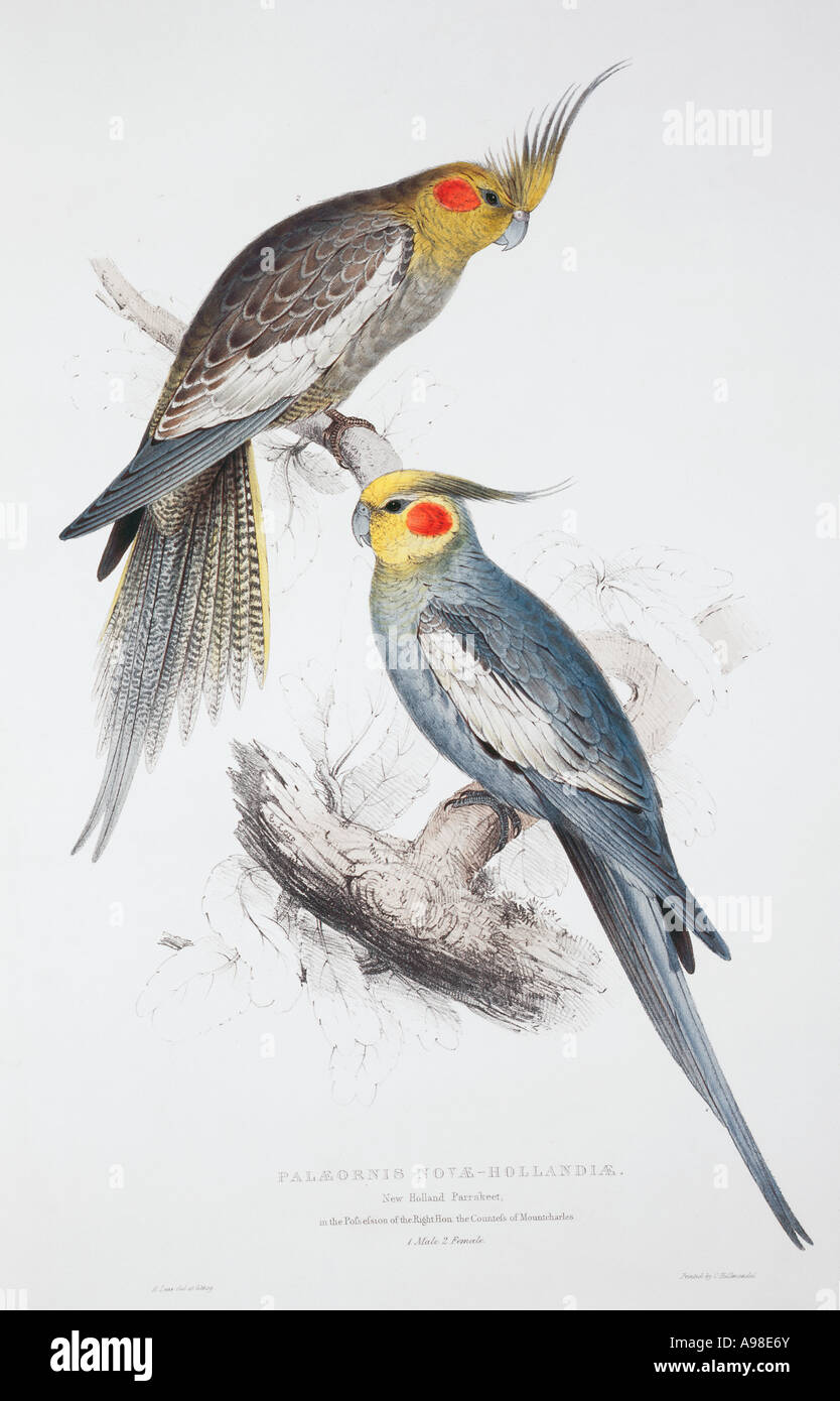 Nymphicus hollandicus cockatiel Foto Stock