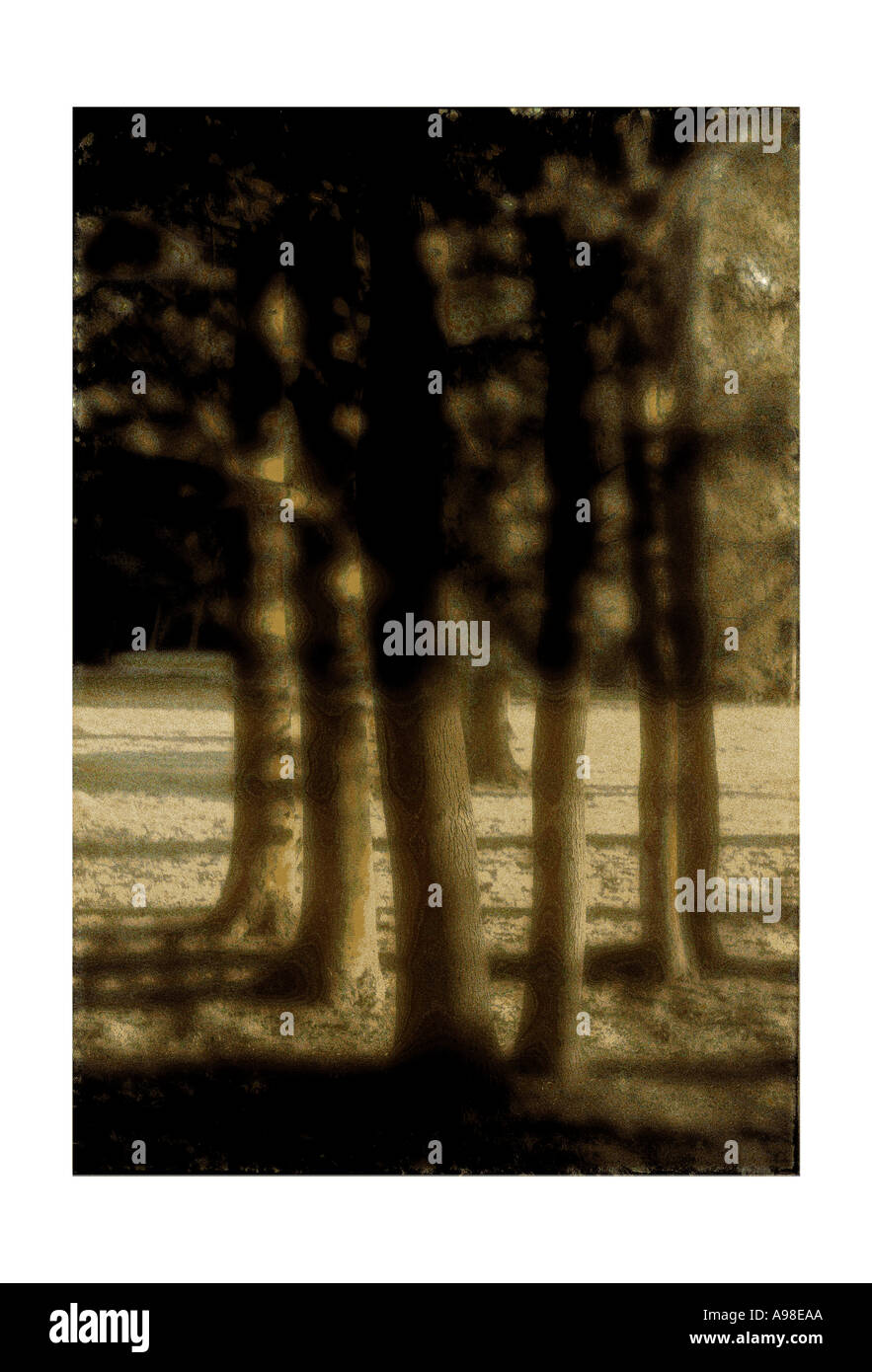 Un gruppo di alberi nella luce della sera East Anglia UK Foto Stock