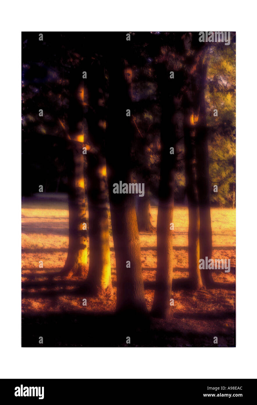 Un gruppo di alberi nella luce della sera East Anglia UK Foto Stock