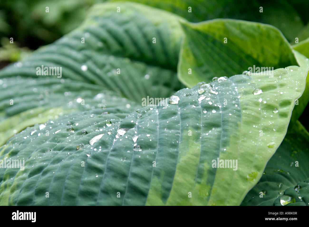 Le foglie di voluttuoso Hosta Francesco Williams dopo una doccia a pioggia in Maggio Foto Stock
