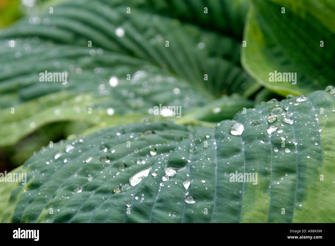 Le foglie di voluttuoso Hosta Francesco Williams dopo una doccia a pioggia in Maggio Foto Stock