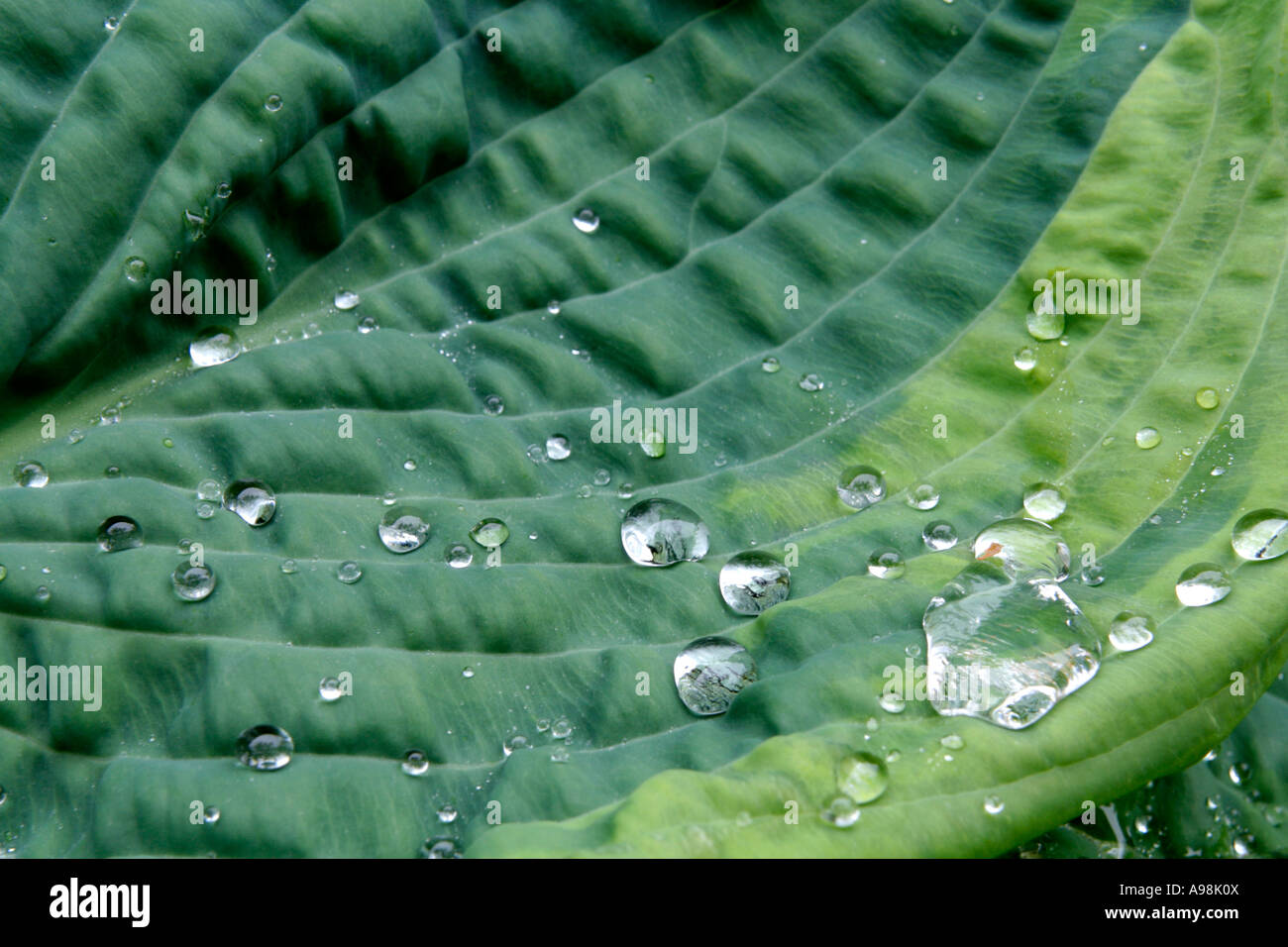 Le foglie di voluttuoso Hosta Francesco Williams dopo una doccia a pioggia in Maggio Foto Stock