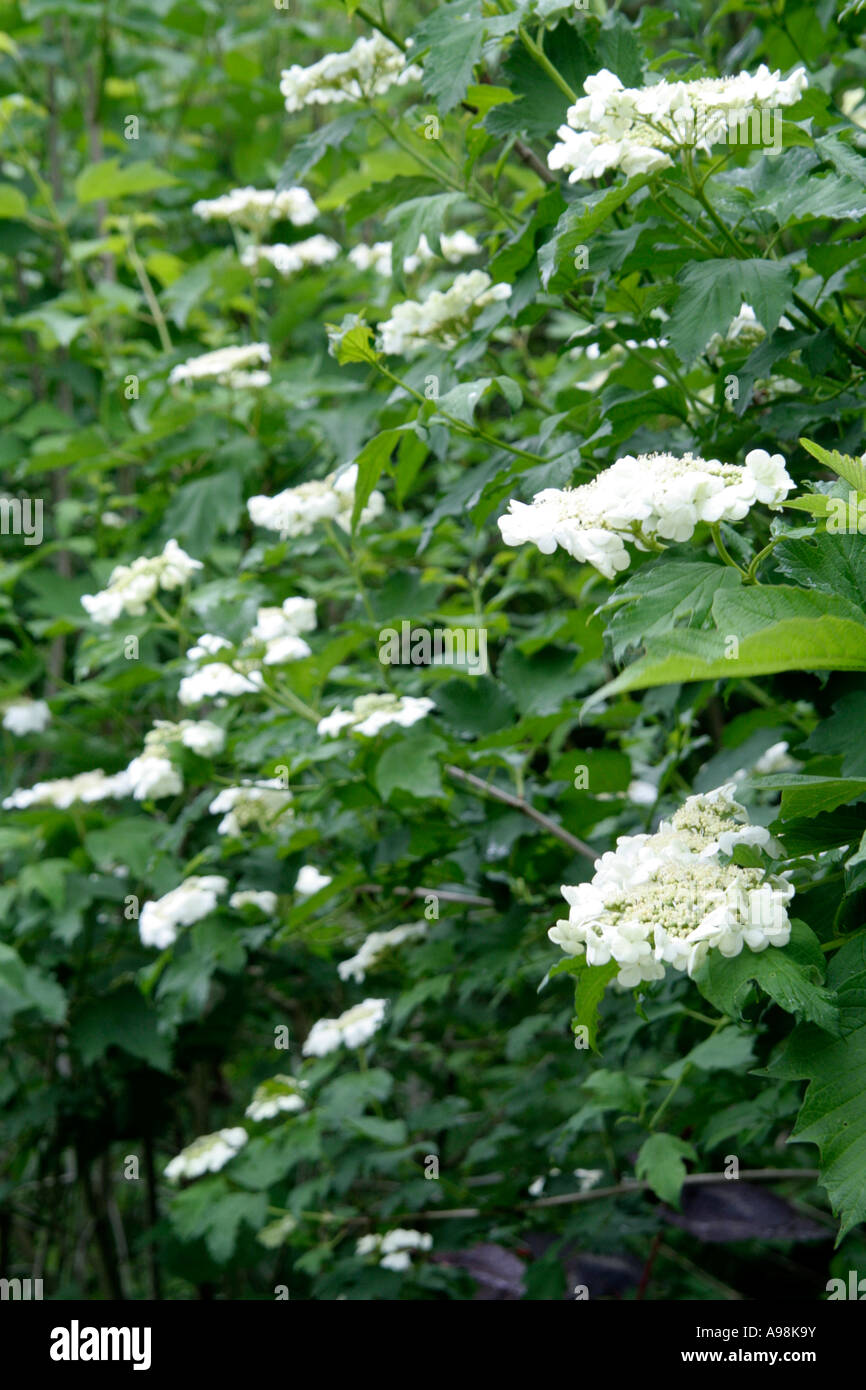 Viburnum opulus il Viburno Rose a fiore durante il mese di maggio Foto Stock