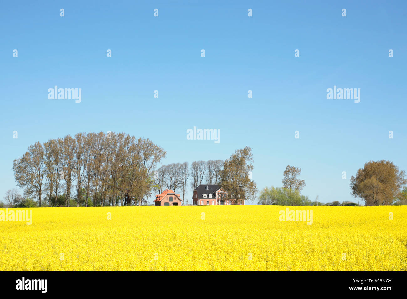 Case in corrispondenza del bordo di un campo di rapeseeds nel Land Schleswig Holstein in Germania settentrionale Foto Stock