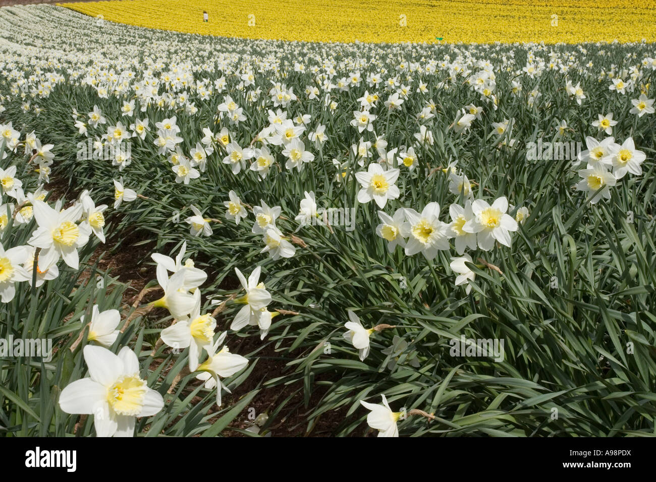 Righe di singole cresciute commerciale Scottish narcisi coltivati su terreni agricoli in Fettercairn Scotland Regno Unito Foto Stock