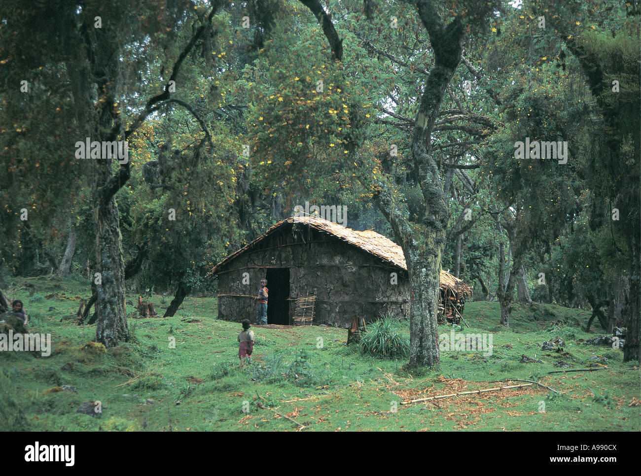 Insediamento di famiglia foresta di Harenna Bale Mountains National Park in Etiopia Foto Stock