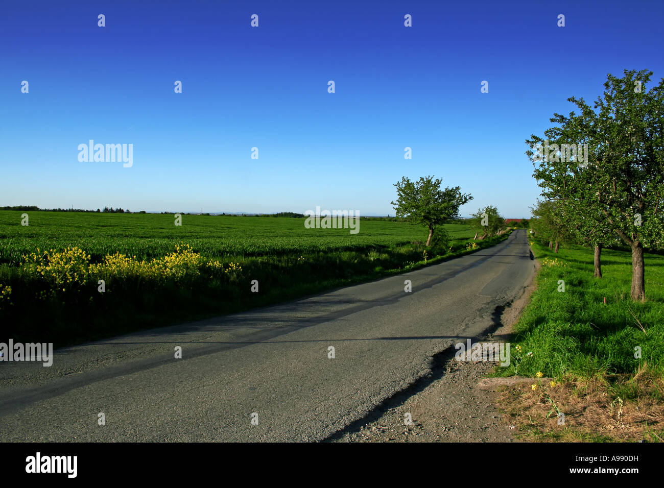 Strada panoramica di campagna che si snoda attraverso il paesaggio primaverile con sentieri alberati, campi verdi e fiori selvatici gialli in fiore sotto il cielo azzurro Foto Stock