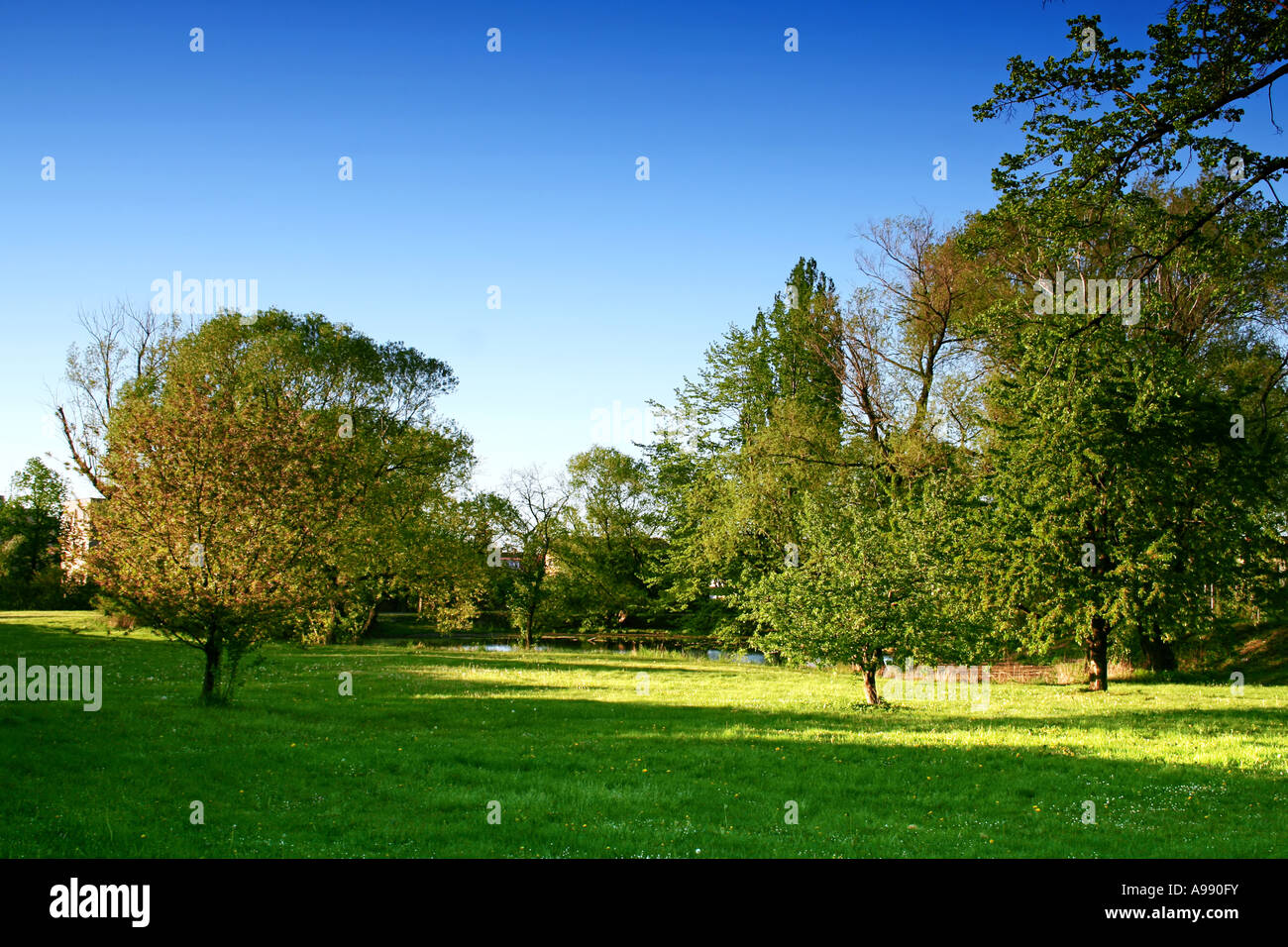 Prato di frutteto primaverile con alberi da frutto sparsi che gettano lunghe ombre serali su lussureggiante erba verde sotto il cielo azzurro Foto Stock