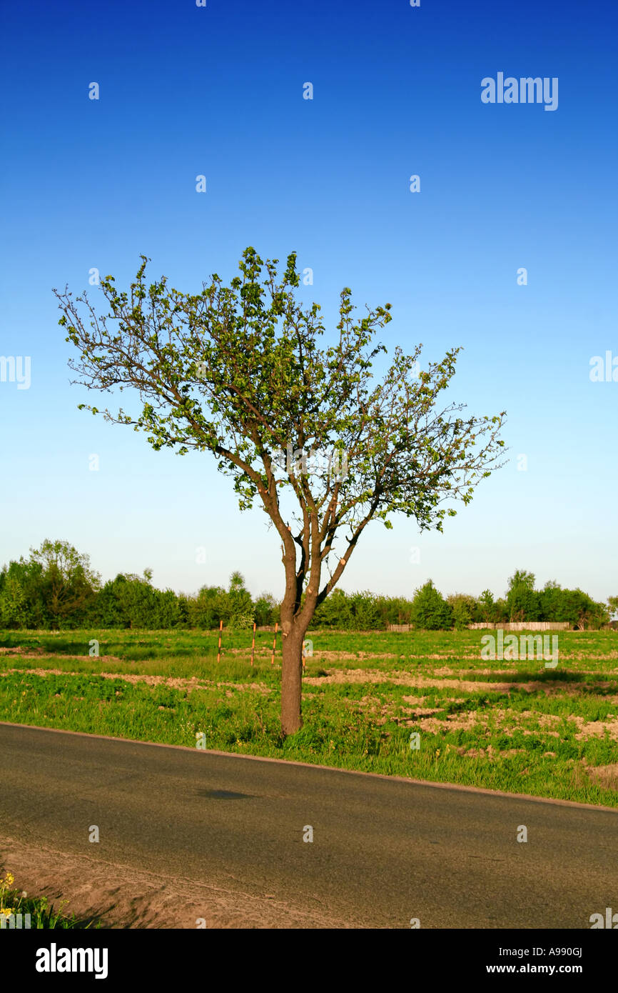 Il giovane albero solitario con fogliame primaverile fresco sorge lungo la strada rurale contro il campo arato e il cielo azzurro Foto Stock