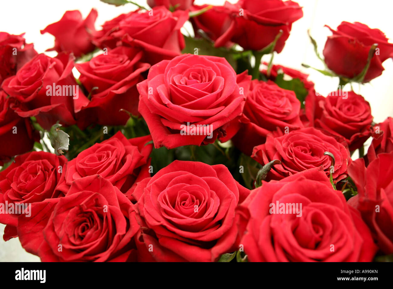Bouquet di rose rosse in pieno fiore. Foto Stock