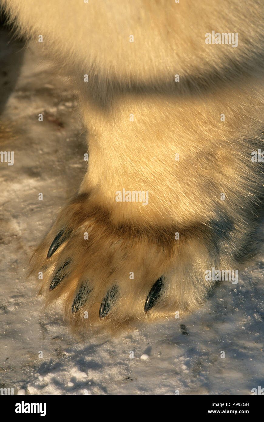 Grande zampa di orso w immagini e fotografie stock ad alta risoluzione