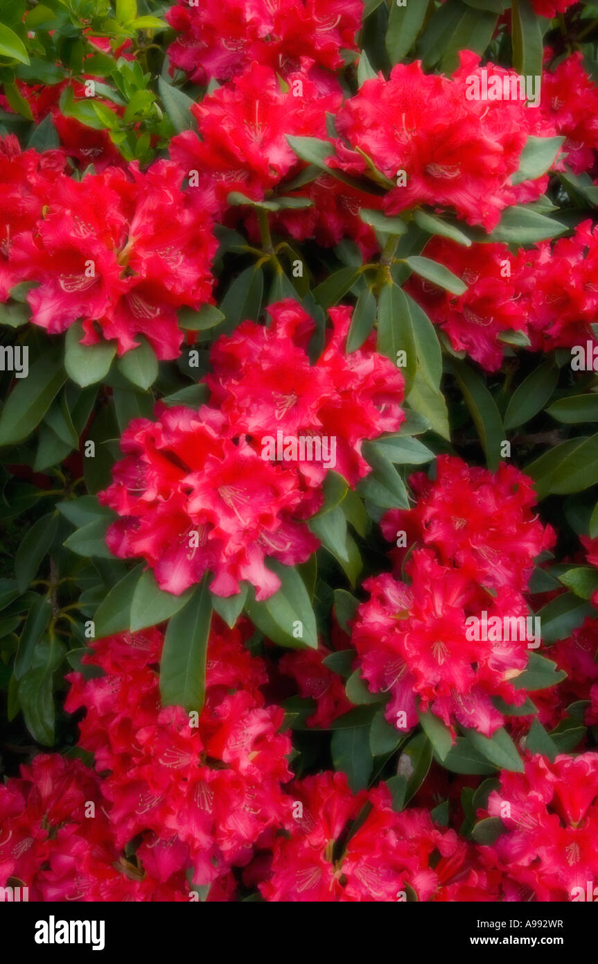 Rhododendron fiori possono soft focus Foto Stock