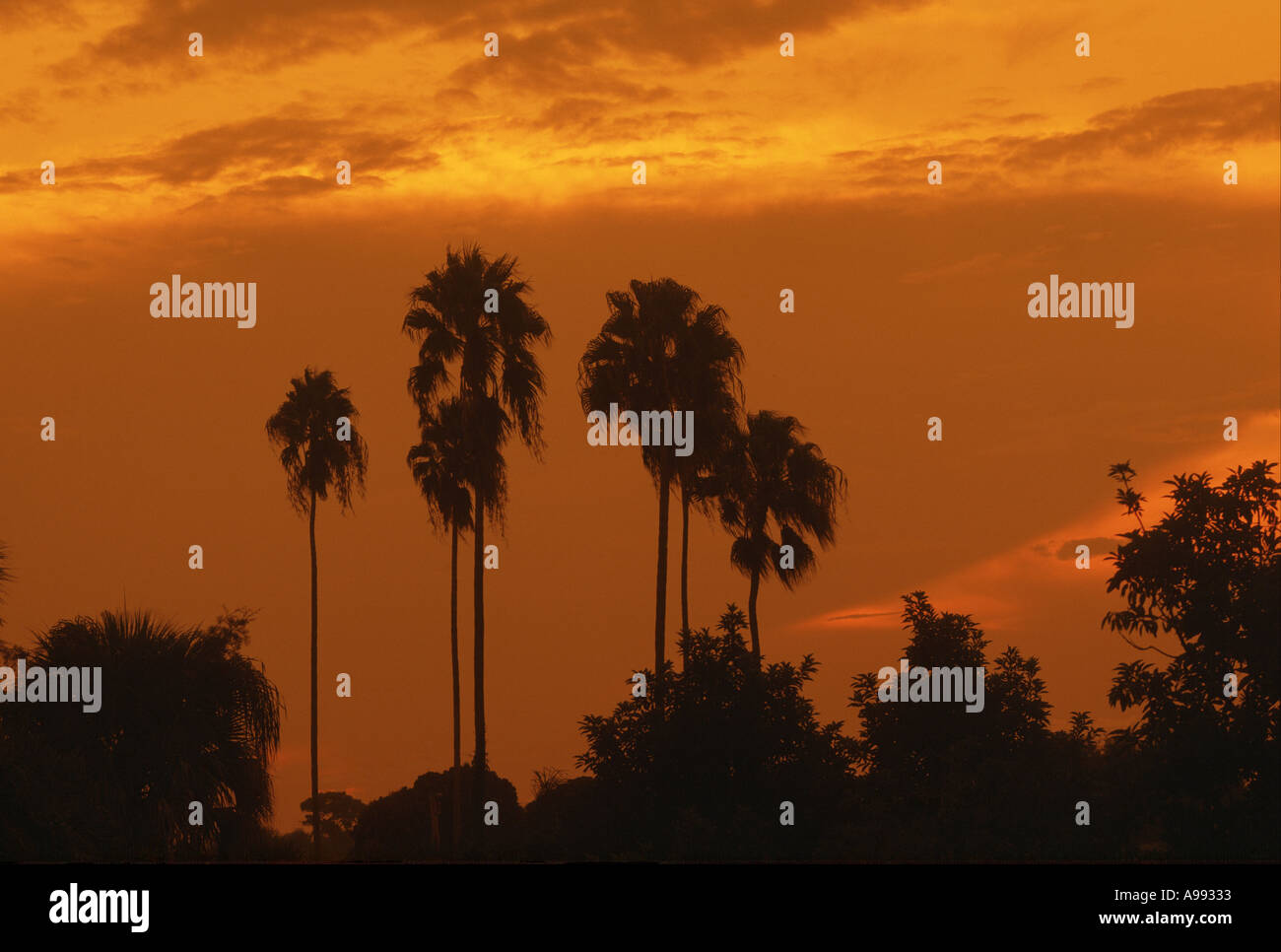 Tramonto con palme in Florida Foto Stock