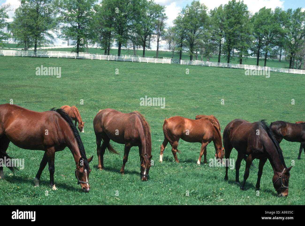 I cavalli purosangue pascolando vicino a Lexington Kentucky negli Stati Uniti Foto Stock