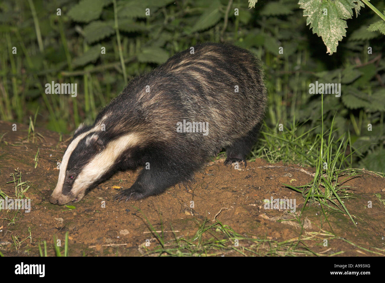 Unione Badger Meles meles da sett Foto Stock