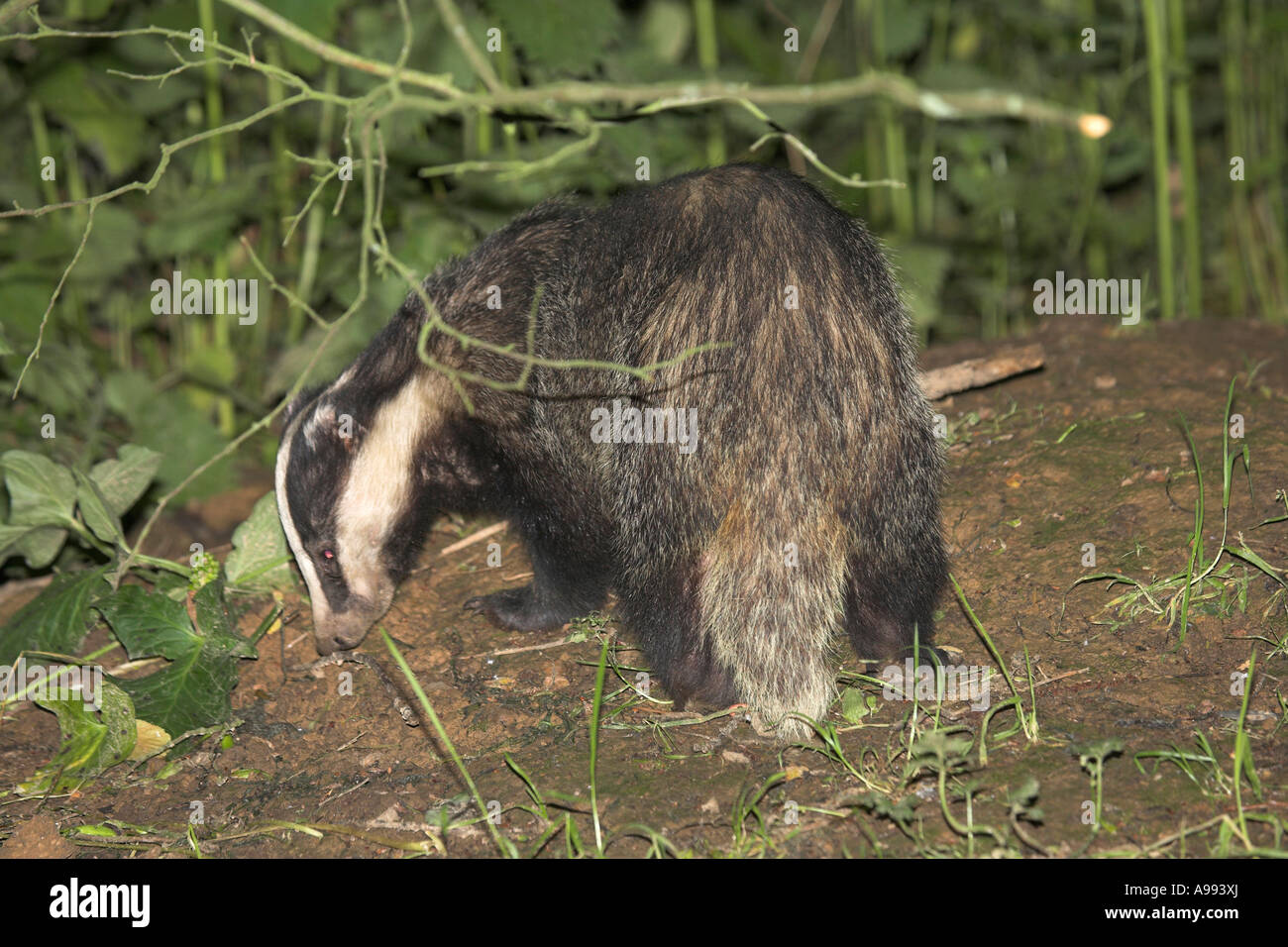 Unione Badger Meles meles da sett Foto Stock