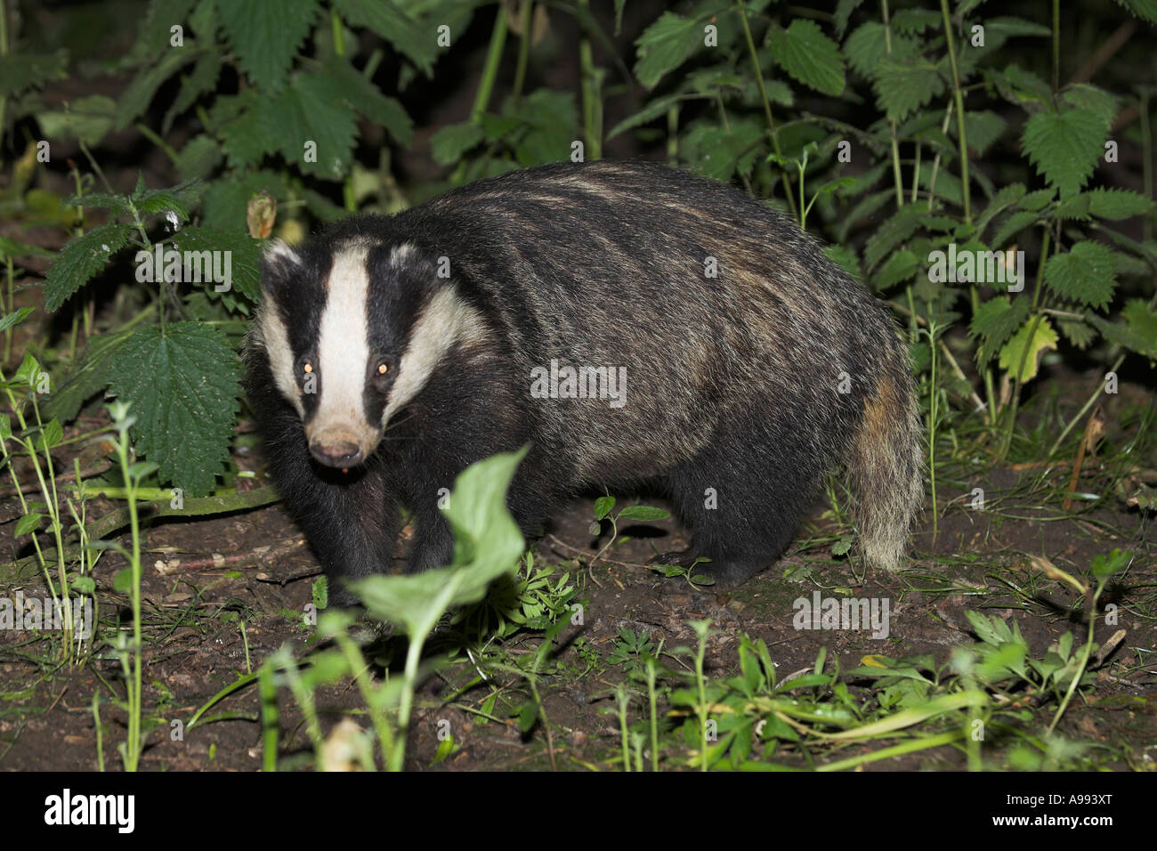 Unione Badger Meles meles da sett Foto Stock