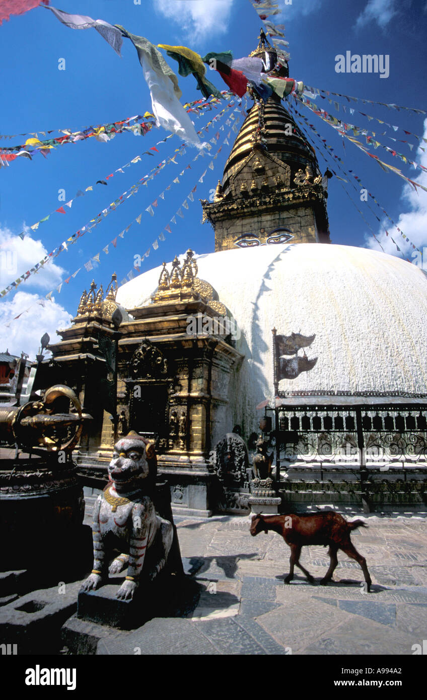 Kathmandu Swayambhunath Stupa di Katmandu con capra Nepal Asia Foto Stock