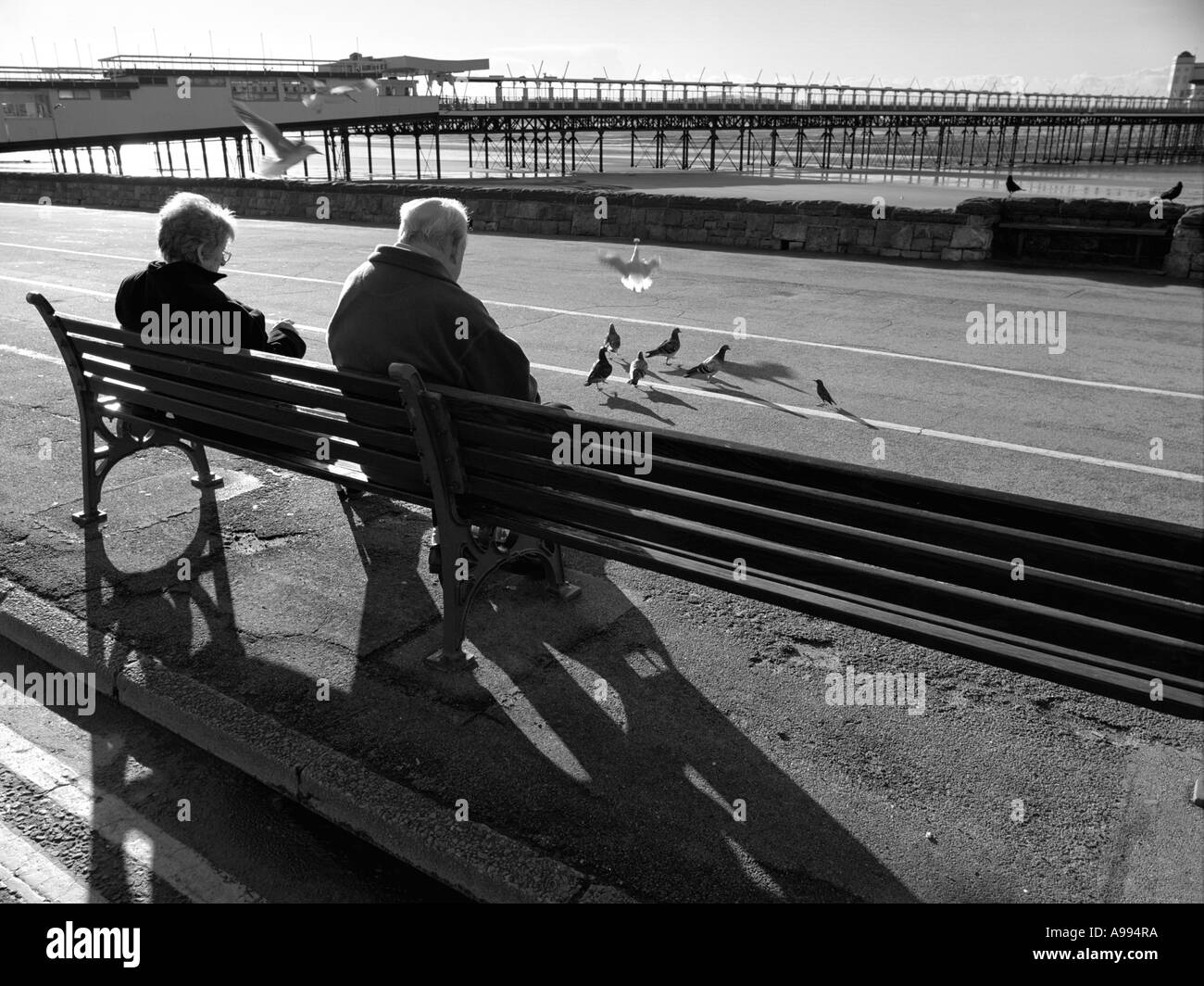 Vecchia coppia alimentando il piccione sul lungomare di Weston-Super-Mare, Somerset, Inghilterra. (Immagine in bianco e nero) Foto Stock