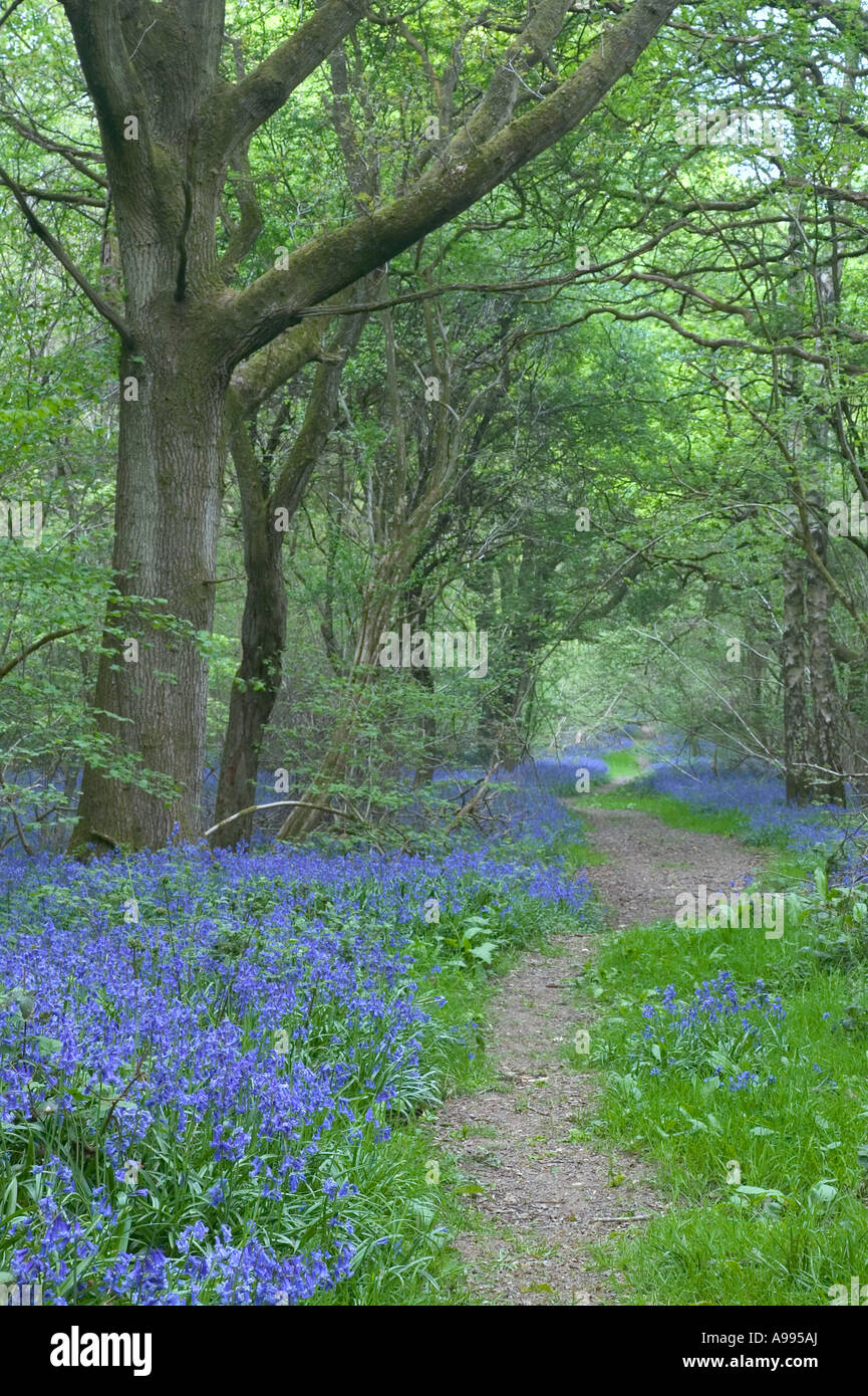 Il percorso che conduce attraverso bluebells in un legno inglese Foto Stock
