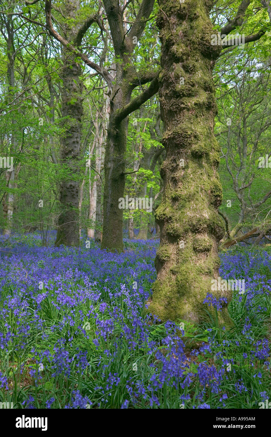 Immagine di primavera di un albero knobbly con bluebells sul legno piano terra Foto Stock